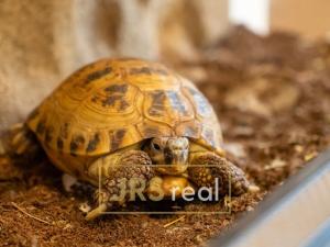 Prodej bytu 3+1, Veselí nad Moravou, náměstí Míru, 74 m2