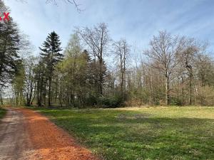 Prodej lesa, Spálov, 25088 m2