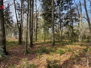 Prodej lesa, Spálov, 25088 m2