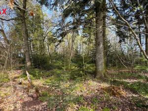 Prodej lesa, Spálov, 25088 m2