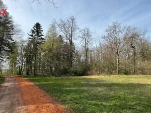 Prodej lesa, Spálov, 25088 m2