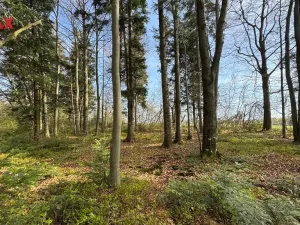 Prodej lesa, Spálov, 25088 m2