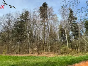 Prodej lesa, Spálov, 25088 m2