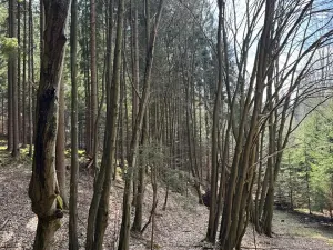 Prodej lesa, Ledeč nad Sázavou, 3240 m2