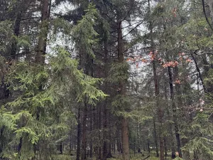 Prodej pozemku, Veliny, 16991 m2