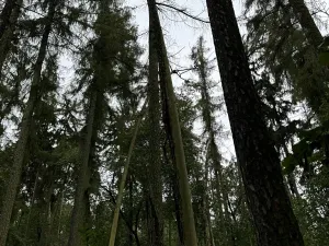 Prodej podílu pozemku, Plaňany, 23569 m2