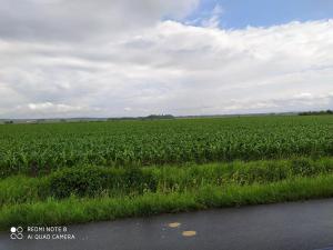 Prodej komerčního pozemku, Dolní Roveň, 13103 m2