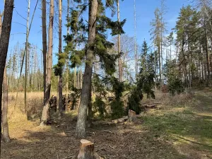 Prodej lesa, Louňovice pod Blaníkem, 4236 m2