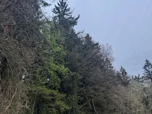 Prodej lesa, Mladý Smolivec, 1235 m2