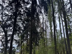 Prodej lesa, Mladý Smolivec, 1235 m2