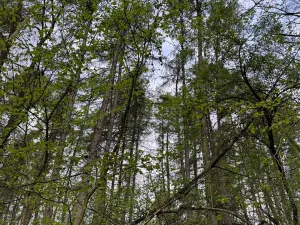 Prodej lesa, Přeštěnice, 4298 m2