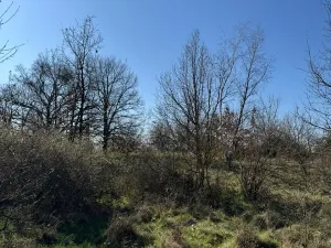 Prodej pozemku, Jevišovice, 7710 m2