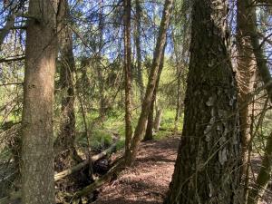 Prodej lesa, Kladruby, 626 m2