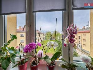 Prodej bytu 3+kk, Trutnov - Horní Staré Město, 64 m2