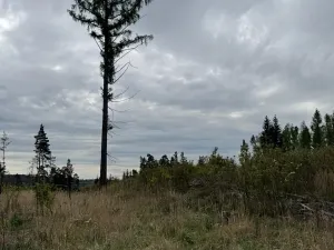 Prodej lesa, Dehtáře, 34777 m2