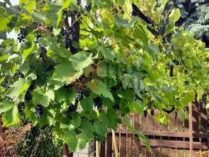 Prodej chaty, Újezdec, 104 m2