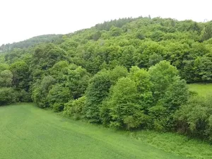 Dražba louky, Skorotice, 30636 m2
