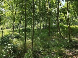 Prodej lesa, Kozlovice, 10280 m2