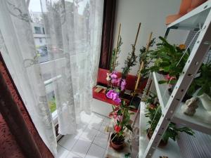 Prodej bytu 3+kk, Pardubice, Nová, 62 m2