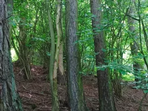 Prodej lesa, Městečko Trnávka - Lázy, 42338 m2