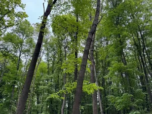 Prodej lesa, Stěbořice, 12789 m2