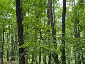 Prodej lesa, Stěbořice, 12789 m2