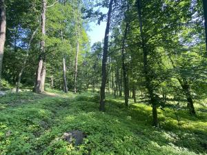Prodej lesa, Roštění, 2228 m2