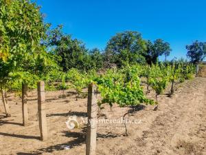 Prodej zahrady, Znojmo, Kuchařovická, 1132 m2