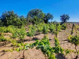 Prodej zahrady, Znojmo, Kuchařovická, 1132 m2