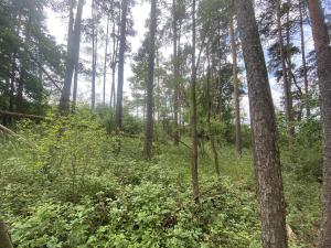 Prodej lesa, Blížejov - Lštění, 1122 m2