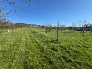 Prodej sadu/vinice, Strážnice, 4353 m2