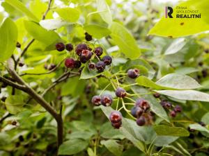 Prodej rodinného domu, Podbořany, Švermova, 157 m2