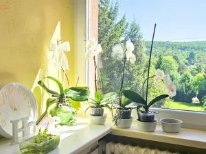 Prodej bytu 2+1, Brno, Kunštátská, 58 m2