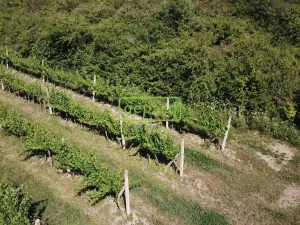 Prodej sadu/vinice, Starovice, 2166 m2