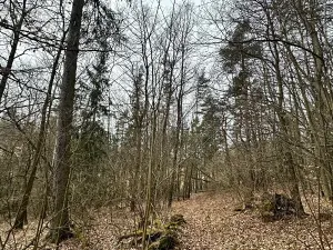 Prodej podílu lesa, Kolinec, 14565 m2