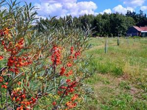 Prodej rodinného domu, Samšina - Drštěkryje, 121 m2
