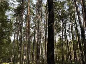 Prodej lesa, Hromnice, 12972 m2