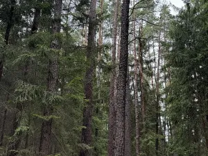 Prodej lesa, Křenovice, 5088 m2