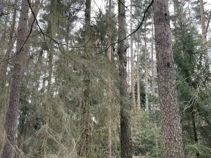 Prodej lesa, Hradiště, 3845 m2