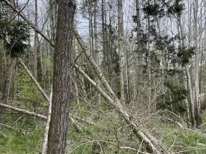 Prodej lesa, Hradiště, 3845 m2