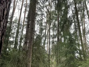 Prodej lesa, Hradiště, 5650 m2