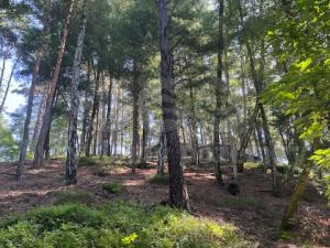 Prodej lesa, Mírová pod Kozákovem - Sekerkovy Loučky, 5461 m2