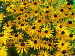 Prodej zahrady, Moravský Krumlov, 756 m2