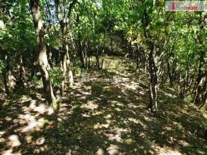 Prodej zahrady, Hranice - Hranice IV-Drahotuše, 1141 m2