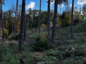 Prodej lesa, Štěchovice, 8586 m2