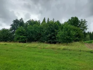 Prodej lesa, Hospříz, 1133 m2