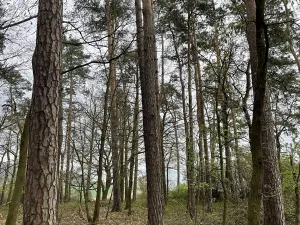 Prodej lesa, Hradiště, 3845 m2