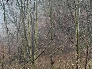 Prodej podílu lesa, Ústí nad Labem, 1184 m2