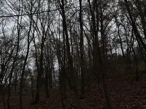 Prodej podílu lesa, Praha, 4596 m2