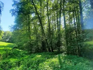 Prodej lesa, Orlová, Větrná, 2329 m2